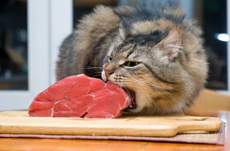 Cat eating raw meat.