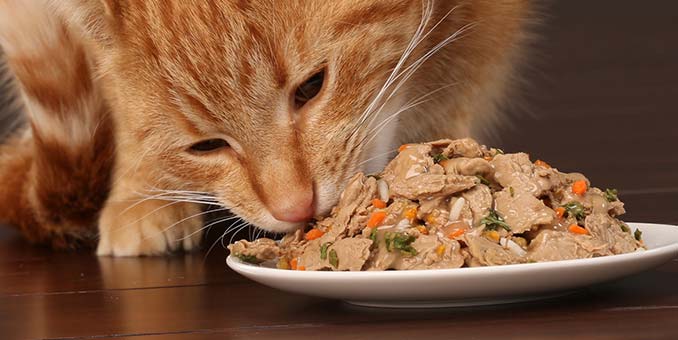 Cat eating cat food.