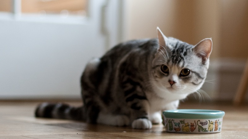 Give Kitty The Nutrition They Need With Grain Free Cat Food
