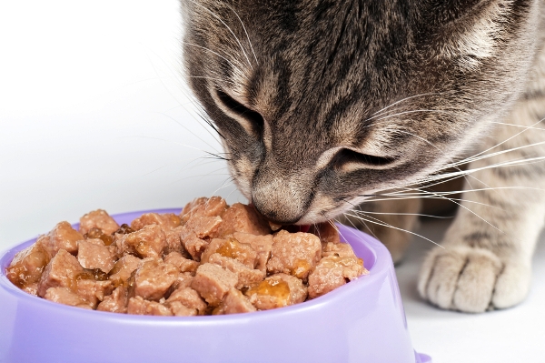 Cat eating food out of purple bowl.