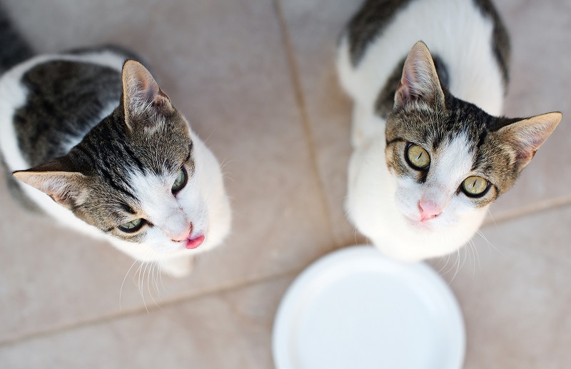 Keep Kitty Healthy With The Best Grain Free Cat Food!