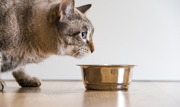 Senior cat next to a bowl.